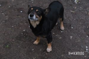 Міфи та правда про кастрацію тварин: лекція