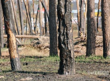 Згорівши дерева на Салтівці в Харкові