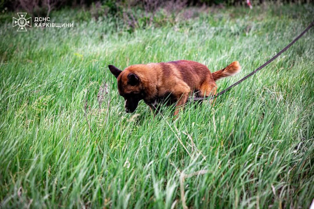 Собаки-рятувальники ДСНС розміновують Харківщину Собаки-рятувальники ДСНС розміновують Харківщину