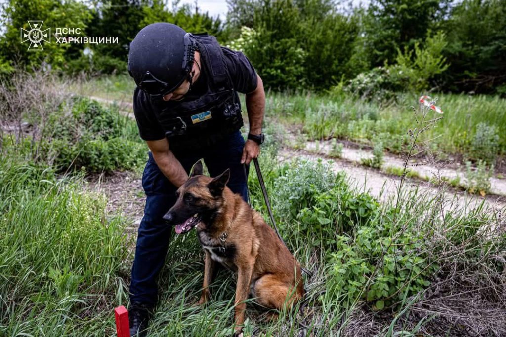 Собаки-рятувальники ДСНС розміновують Харківщину Собаки-рятувальники ДСНС розміновують Харківщину