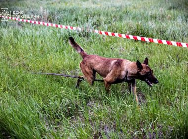 Собаки на розмінуванні. Фото: ДСНС Харківщини