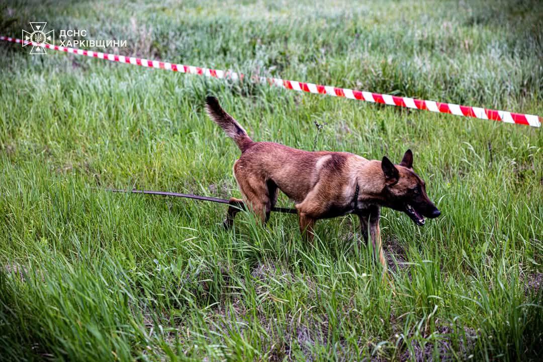 Собаки на розмінуванні. Фото: ДСНС Харківщини
