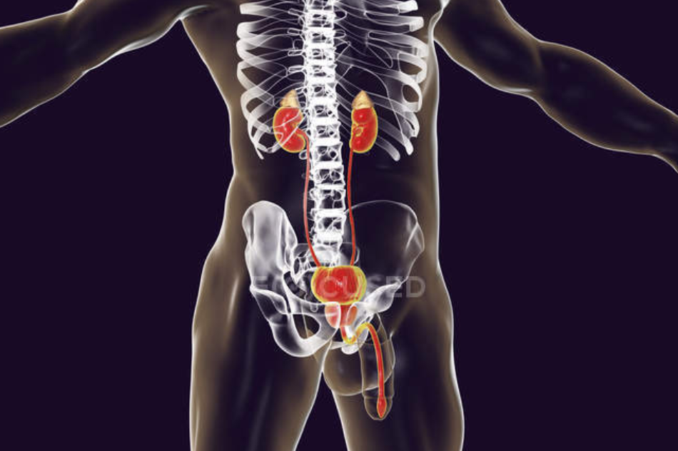 Як подбати про нирки та сечовий міхур