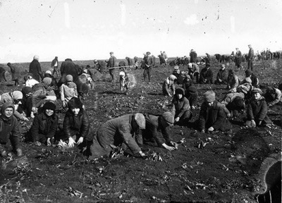 Голодомор 1932–1933: як тоталітарна утопія знищила мільйони українців 3 Діти збирають мерзлу картоплю на колгоспному полі с. Удачне Донецької області. 1933 р.