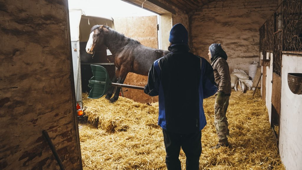 Як рятували коней з-під ворожих обстрілів евакуація коней на харківщині
