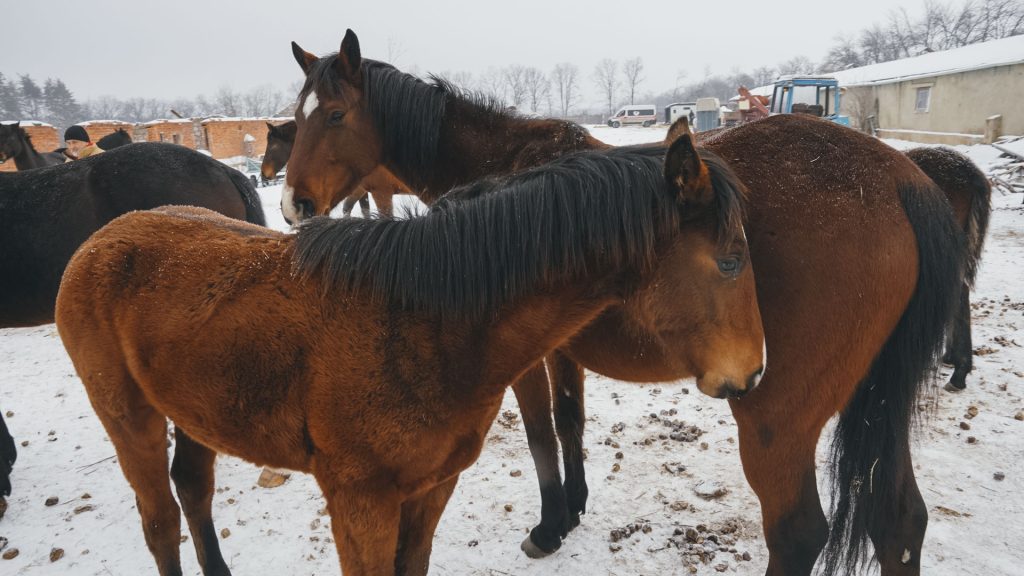 Як рятували коней з-під ворожих обстрілів евакуація коней на харківщині