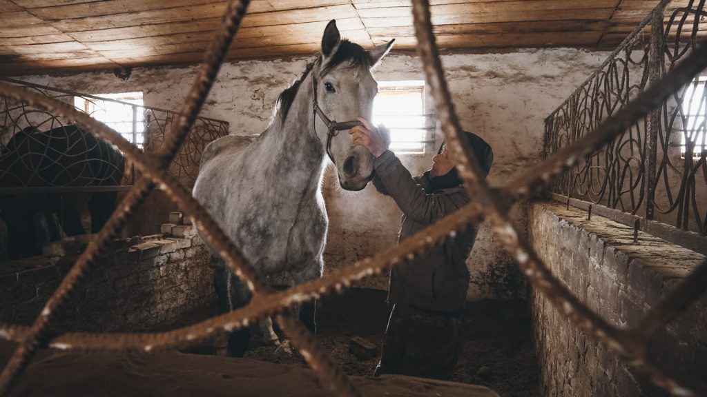 Як рятували коней з-під ворожих обстрілів евакуація коней на харківщині