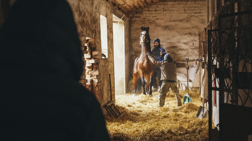 Як рятували коней з-під ворожих обстрілів евакуація коней на Харківщині
