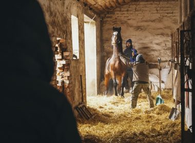 евакуація коней на Харківщині
