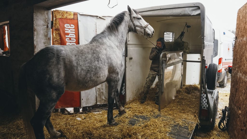 Як рятували коней з-під ворожих обстрілів евакуація коней на Харківщині