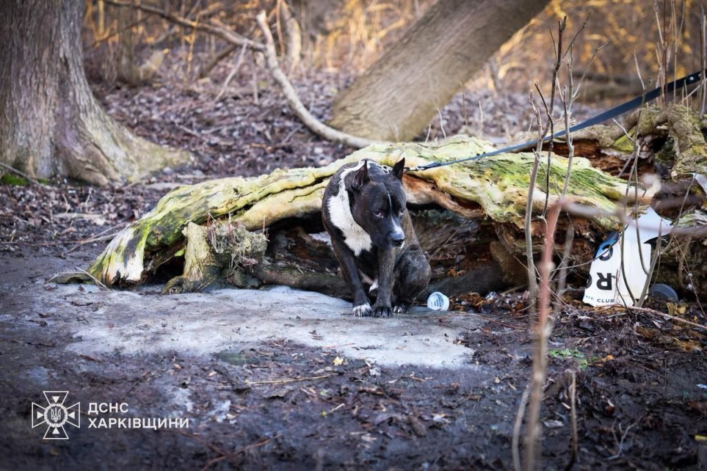 В Харкові під кригу провалилися шестеро дітей: двоє загинули В Харкові під кригу провалилися шестеро дітей: двоє загинули