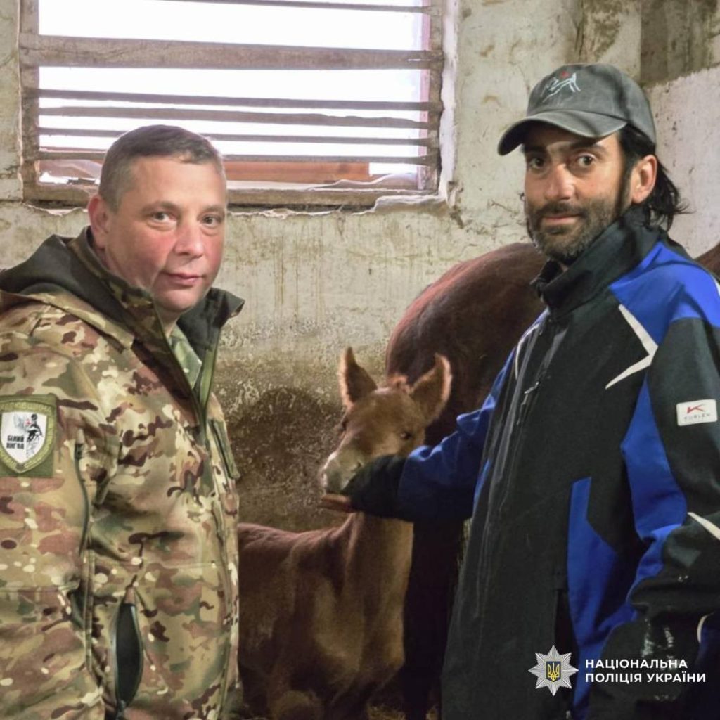 У врятованої кобили клубу «Атлант» народилося лоша У врятованої кобили клубу «Атлант» народилося лоша