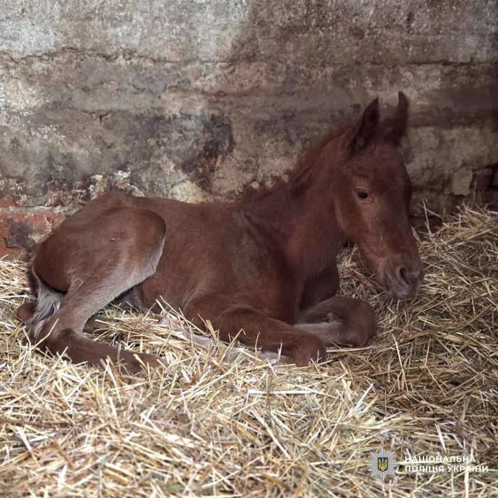 У врятованої кобили клубу «Атлант» народилося лоша У врятованої кобили клубу «Атлант» народилося лоша