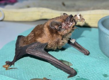 В Харкові врятували 900 кажанів.