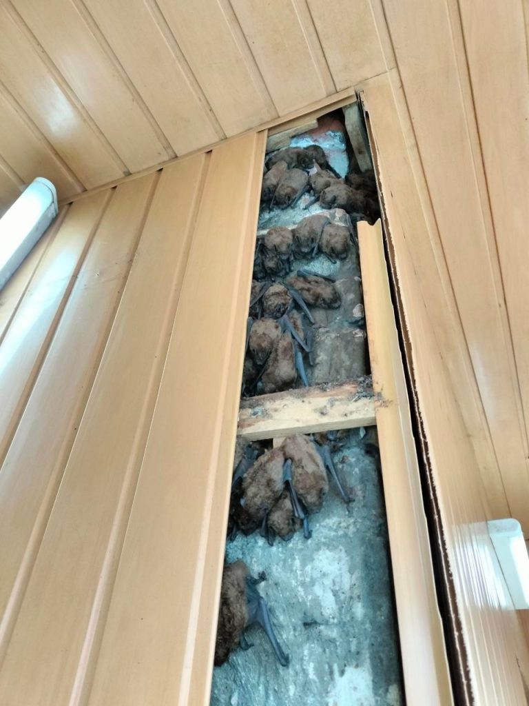 Понад 900 кажанів врятували у Харкові під час ремонту балкону Понад 900 кажанів врятували у Харкові під час ремонту балкону