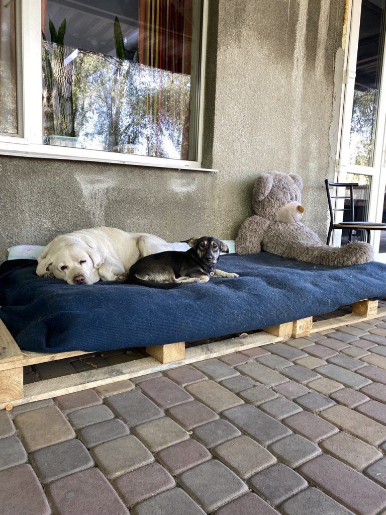 Атмосфера дому та якісний догляд: як живе прихисток «Велика родина» Атмосфера дому та якісний догляд: як живе прихисток «Велика родина»