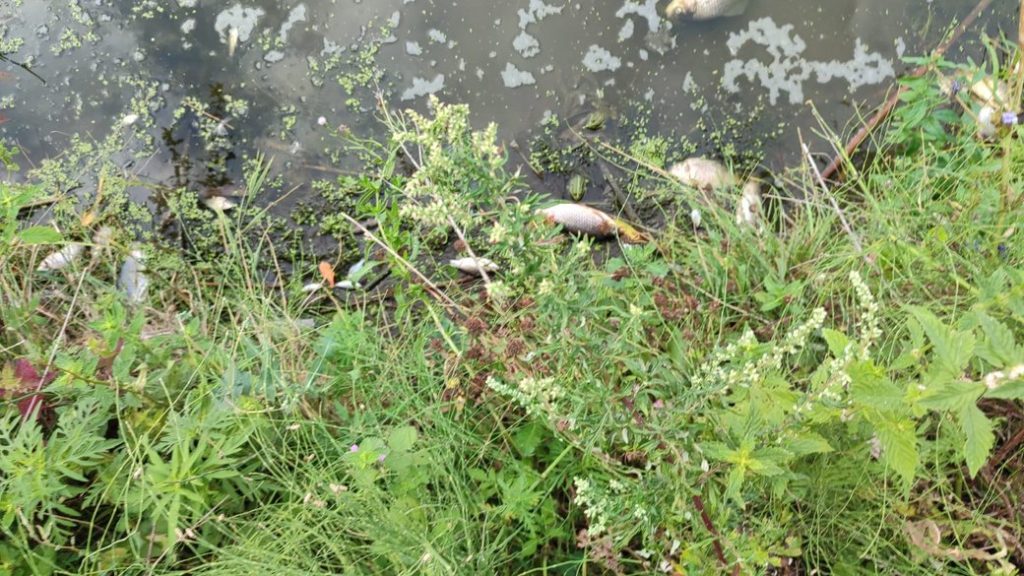 На Харківщині стався масовий мор риби через забруднення річки Уди На Харківщині стався масовий мор риби через забруднення річки Уди