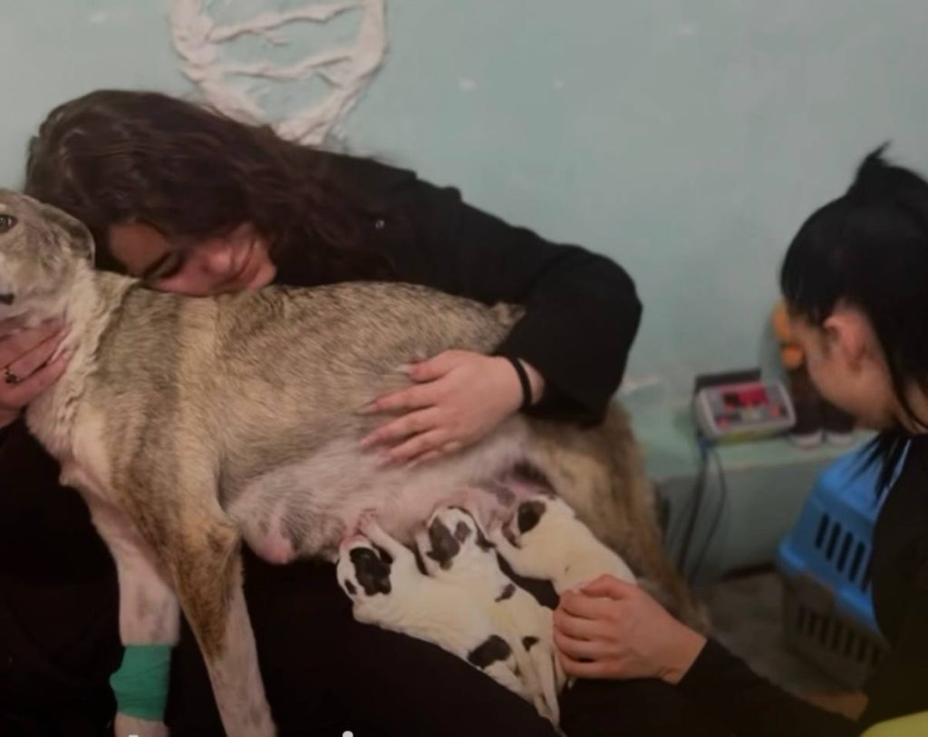 На Харківщині врятували цуценят На Харківщині врятували цуценят