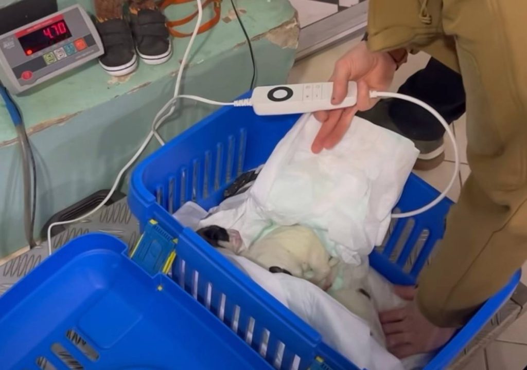 На Харківщині врятували цуценят На Харківщині врятували цуценят