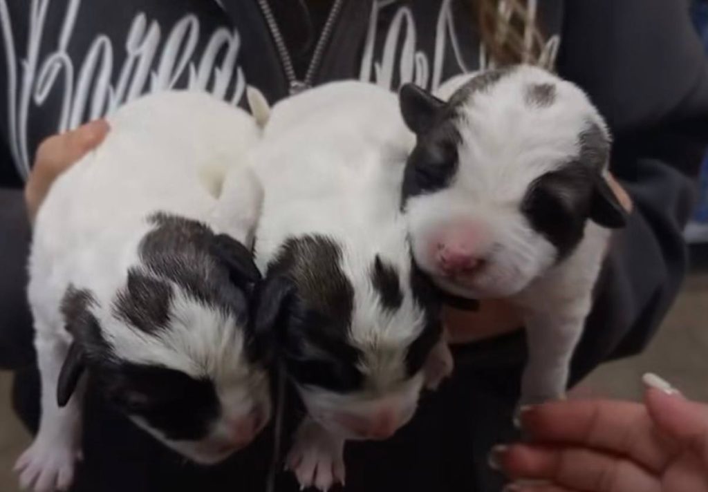 На Харківщині врятували цуценят На Харківщині врятували цуценят