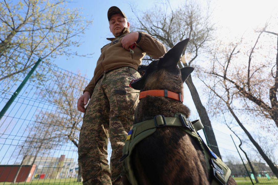 Вівчарка Діва вступила на службу до бригади «Скіф» Вівчарка Діва вступила на службу до бригади «Скіф»
