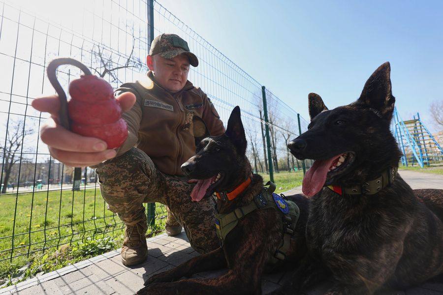 Вівчарка Діва вступила на службу до бригади «Скіф» Вівчарка Діва вступила на службу до бригади «Скіф»
