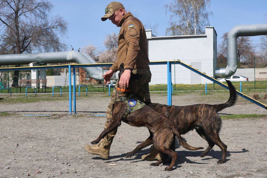 Вівчарка Діва вступила на службу до бригади «Скіф» Вівчарка Діва вступила на службу до бригади «Скіф»