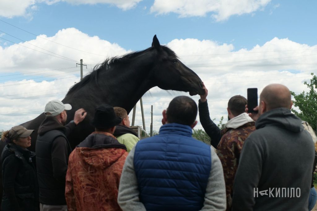 Як спілкування з конями допомагає у відновленні ветеранам й захисникам Коні, стайня РАЙ