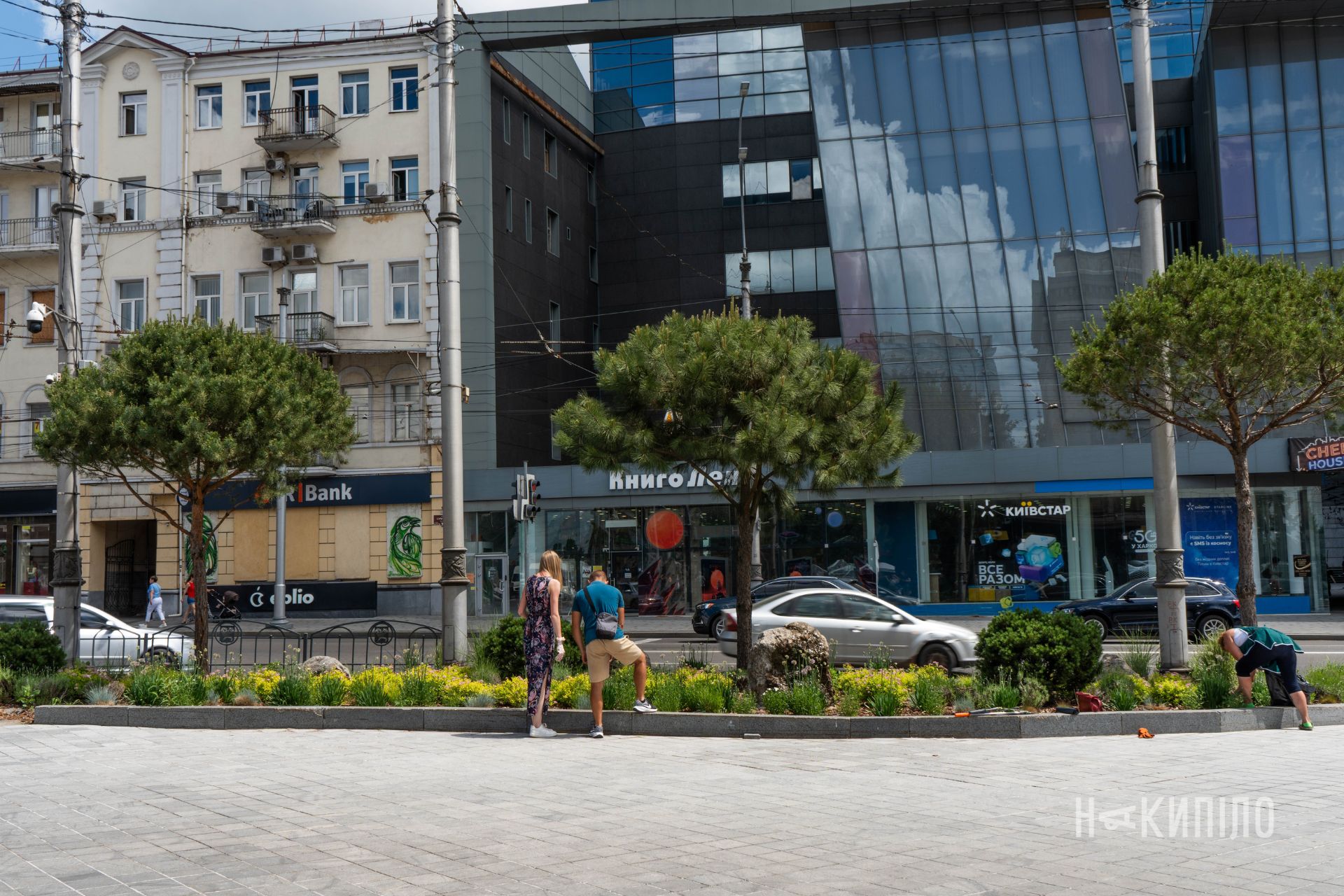 пінус нігра, сумська, сосни