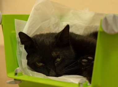 кіт, коти, ветеринар, ветклініка
