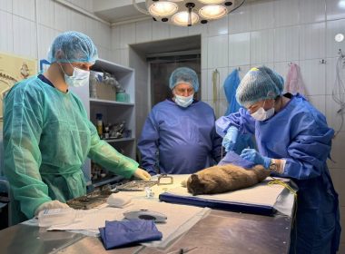Військові на Харківщині врятували кішку, яка кілька днів провела в капкані