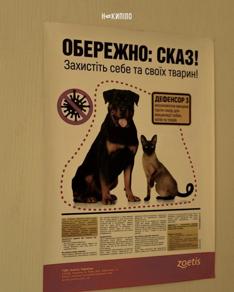 Безпритульні тварини під час війни: чому стерилізація залишається необхідністю