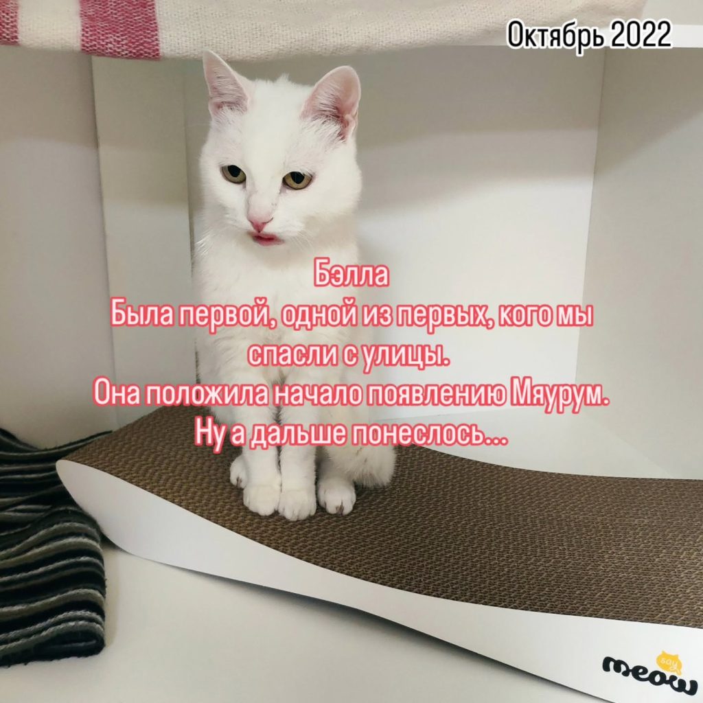 Понад 60 котів знайшли дім у Харкові: історія притулку «Мяурум» Понад 60 котів знайшли дім у Харкові: історія притулку «Мяурум»