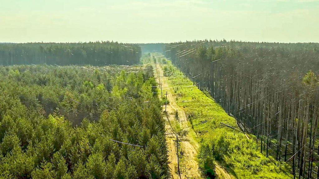 Ліси Харківщини в оптоволокні: репортаж із Вовчанського напрямку Ліси Вовчанська. Оптоволокно